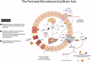 The balance of bileacids and gut microbes can even predict mental health outcomes.